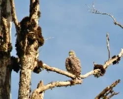 Buteo Magnirostris