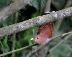 Piaya cayana