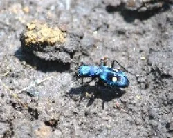 Pseudoxychila tarsalis