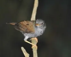 Catharus aurantiirostris