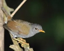 Catharus aurantiirostris