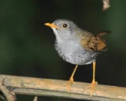 Catharus aurantiirostris
