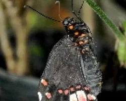Papilio anchisiades idaeus