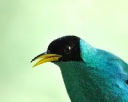 Chlorophanes spiza