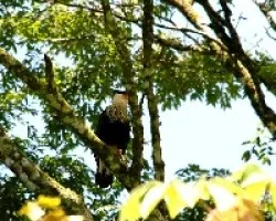 Caracara plancus