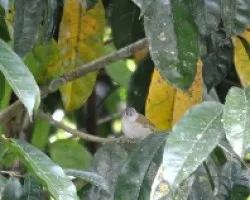 Oreothlypis ruficapilla