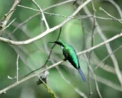 Heliothryx barroti