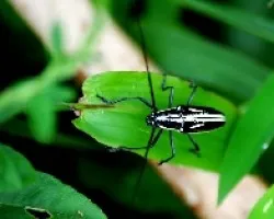 Cerambycidae