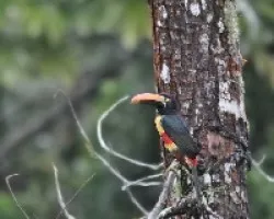 Pteroglossus frantzii