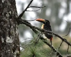 Pteroglossus frantzii