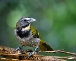 Saltator maximus