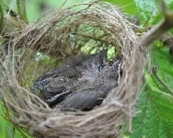 Tiaris olivaceus