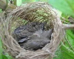 Tiaris olivaceus