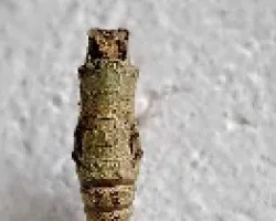 Pupa de Papilio anchisiades