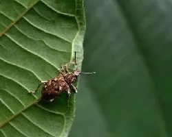 Cerambycidae