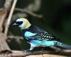 Tangara larvata