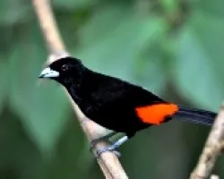 Ramphocelus costaricensis