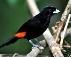 Ramphocelus costaricensis