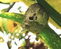 Panal de avispas (Polybia rejecta)