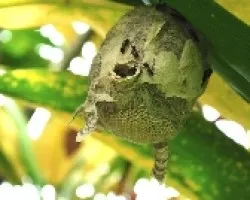 Panal de avispas (Polybia rejecta)
