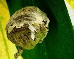 Panal de avispas (Polybia rejecta)