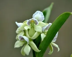 Encyclia chacoensis