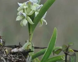 Encyclia chacoensis