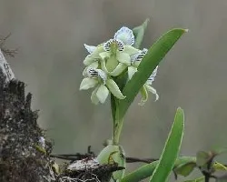 Encyclia chacoensis