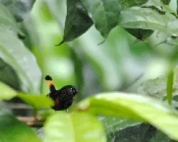 Setophaga ruticilla