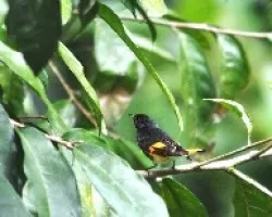 Setophaga ruticilla