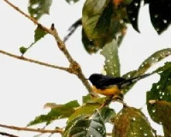 Myioborus miniatus