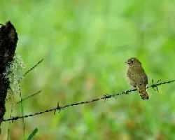 Tiaris olivaceus