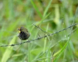 Tiaris olivaceus