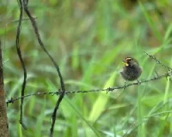 Tiaris Olivacea.