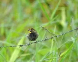 Tiaris olivaceus