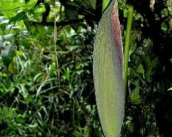 Dracontium