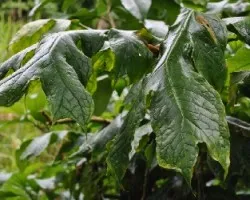 Dracontium