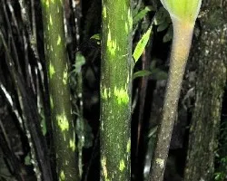 Dracontium