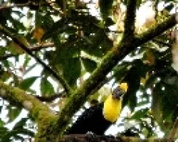 Ramphastos swainsonii