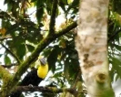 Ramphastos swainsonii