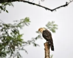 Milvago chimachima