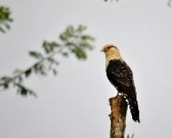 Milvago chimachima