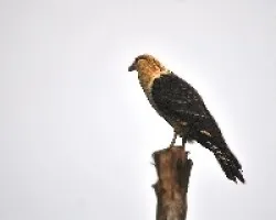 Milvago chimachima