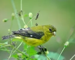Spinus psaltria