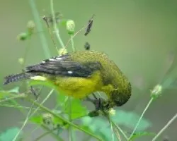 Spinus psaltria