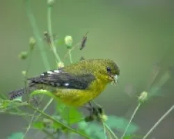 Spinus psaltria