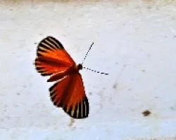 Mariposa naranja