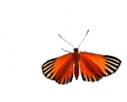 Mariposa naranja