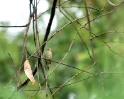 Sporophila schistacea
