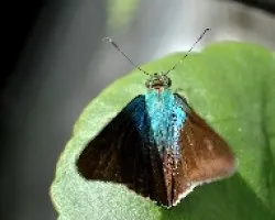 Hesperiidae.